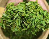 茶樹產(chǎn)量高嗎？一畝產(chǎn)多少斤？