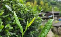 4月19日最新咨詢：“七安紅”春茶開始采收，新
